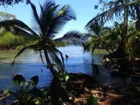 Bocas del Toro palm tree and lagoon – Best Places In The World To Retire – International Living